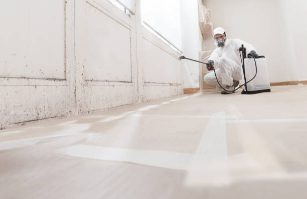 Black mold remediation team in Stevensburg